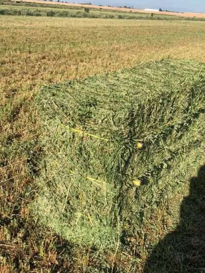 WhatsApp Image 2024-01-25 at 17.19.08 (2)