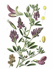 220px-75_Medicago_sativa_L