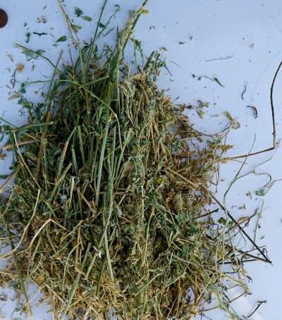 h-c-farms-big-bale-alfalfa-1-premium-arizona-alfalfa-p1-5-23-per-bale-45413849694519